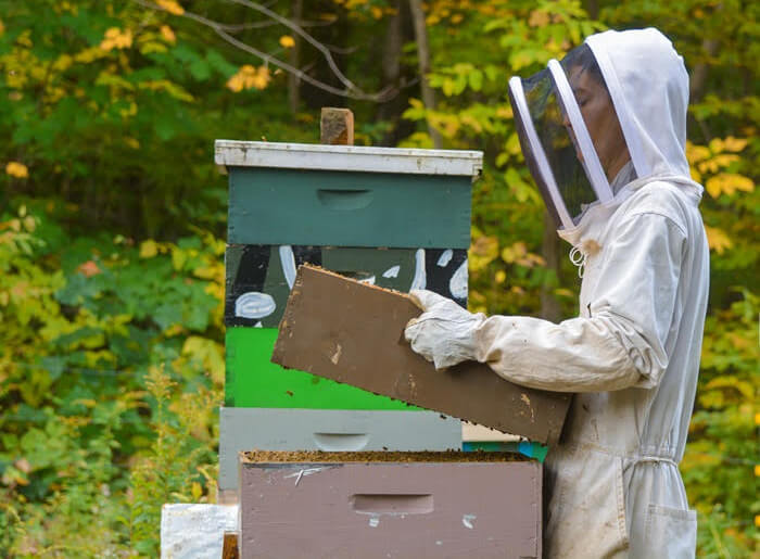 Beekeeper wearing a veil and gloves inspecting hive frames in a colorful beehive setup surrounded by autumn foliage.